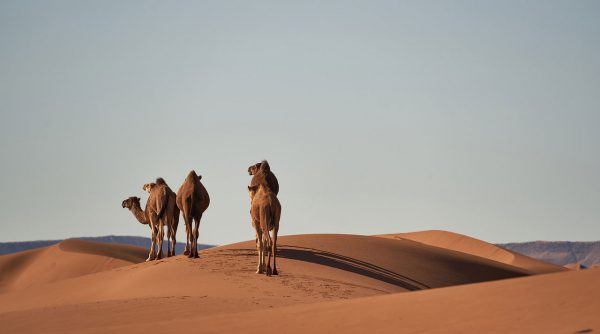 Traghetti per il Marocco